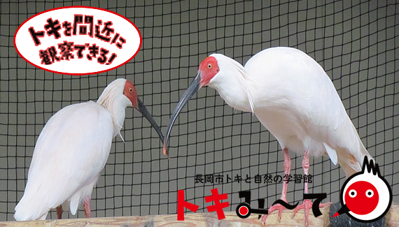 「学習館トキみ～て」の画像