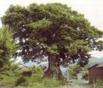「榉树」图片