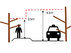 「枝が車輛に当たる場合（地面から歩道は2.5m以下、車道は4.5m以下にある場合）」の画像1