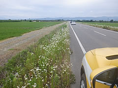 「雑草が繁茂していても、交通の支障となっていない 」の画像2