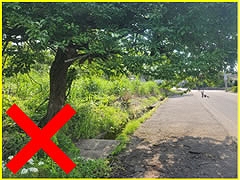 「車道に樹木がはみ出している」の画像