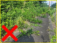 「歩道に雑草がはみ出している」の画像