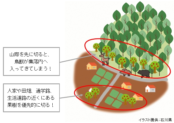 「不要果樹伐採のポイント」の画像