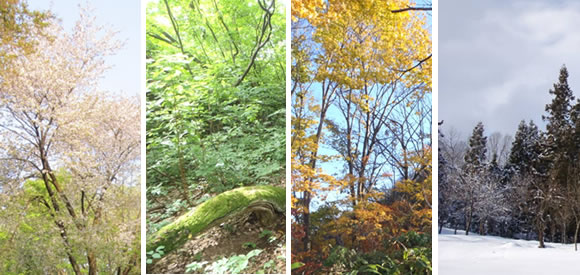 生命あふれる「大平山」の四季