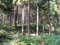 三島地域のスギ人工林