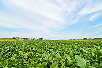 「「越一寸」の誕生」の画像