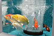 記事「復興の象徴「市の魚」錦鯉を、もっと世界へ発信」の画像