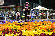 記事「花であふれる2日間 全国花のまちづくり長岡大会&花いっぱいフェア」の画像
