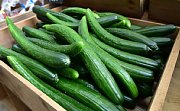 記事「ばくばくマルシェ、今年も始まりました!」の画像