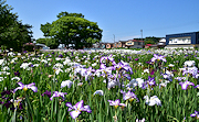 記事「与板で花菖蒲が見頃☆」の画像