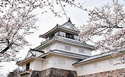 記事「今が見頃、悠久山桜まつり」の画像