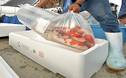 記事「夏の錦鯉輸出へ、出荷箱を補助」の画像