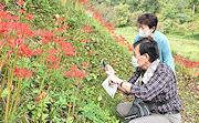 記事「真っ赤に咲き誇るヒガンバナが見頃です♪」の画像