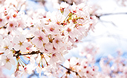 記事「満開の桜をお届け！」の画像