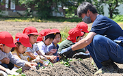 記事「園児たちがさつまいもの苗植え体験♪」の画像