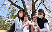 記事「春爛漫♪桜が見頃です」の画像