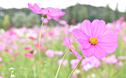 記事「色とりどりのコスモス、咲いています！」の画像