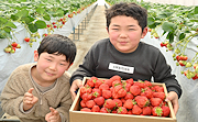 記事「春を先どり！イチゴ摘みは大盛況」の画像