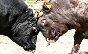 記事「大迫力！新緑の山古志で牛の角突き開幕」の画像