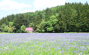 記事「カキツバタと古民家のある風景」の画像