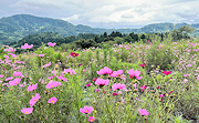 記事「山古志小児童、コスモス咲く丘で景観学習」の画像