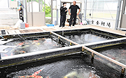 記事「錦鯉の魅力を体感!養鯉業者で学生がインターンシップ」の画像
