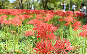 記事「深紅に咲き誇るヒガンバナが見頃です♪」の画像