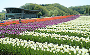 記事「丘陵公園のチューリップが見頃です」の画像