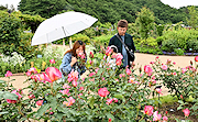 記事「豊かな香りに包まれて 丘陵公園でばらまつり開催♪」の画像
