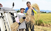 記事「秋の風物詩・稲刈りを取材」の画像