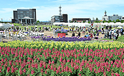 記事「2万本の花々が彩る♪花いっぱいフェア」の画像