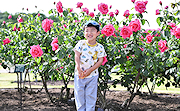 記事「今が見頃♪丘陵公園で“ばらまつり”」の画像