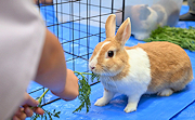記事「育てた野菜が、動物たちのごはんに！」の画像