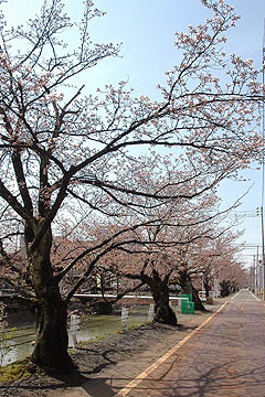 「福島江の桜並木」の画像