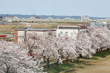 「長岡工業高校の桜満開」の画像