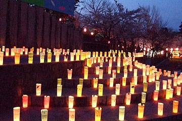 「花あかり」の画像