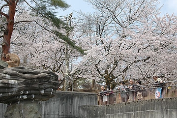 「今が見ごろの悠久山公園」の画像