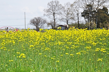 「４haの菜の花畑」の画像