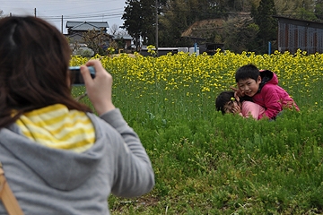 「“幸せの黄色い”菜の花」の画像