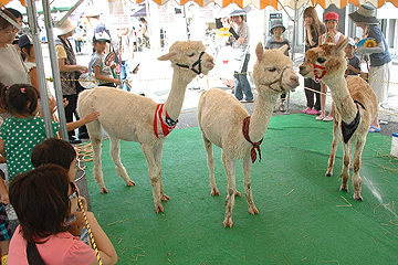 「大人気のアルパカ」の画像