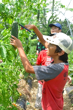 「野菜の収穫」の画像