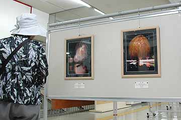 「展示会で正三尺玉の写真を見ている女性」の画像