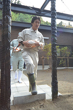 「寺泊夏戸の分散飼育センターへ」の画像