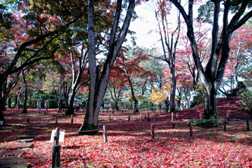 「美しい紅葉が見頃のもみじ園」の画像