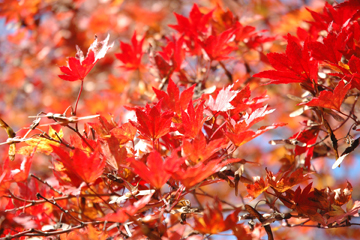 「もみじ園のモミジは紅葉のピークが若干遅め」の画像