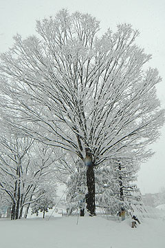 「雪で「白い花が咲いたみたい」な木々たち」の画像