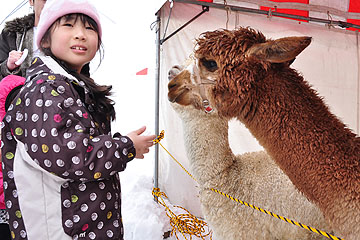 「山古志からかわいいアルパカも」の画像