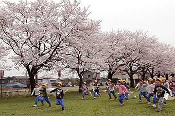 「満開の桜たち」の画像
