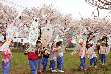 「園児手作りのカラフルなこいのぼりも泳いでいます」の画像