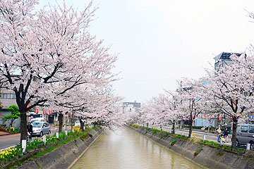 「福島江の桜」の画像